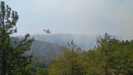 Фото: ЈП Национални шуми